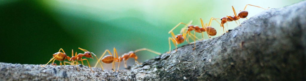 How to make a DIY ant farm | Find out how